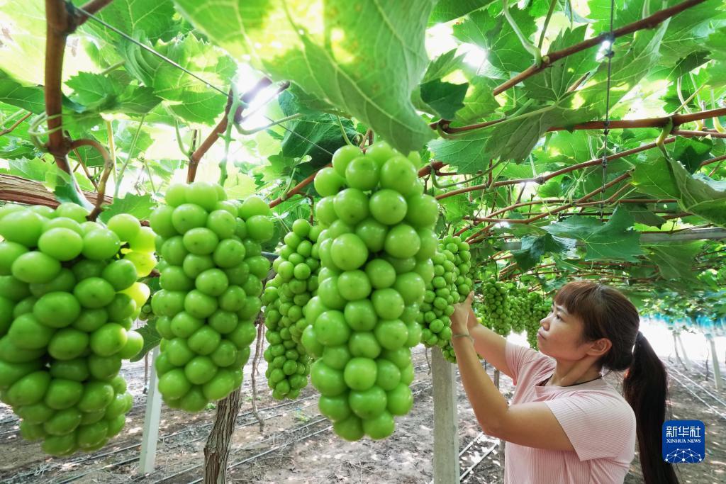 白菜导航收集